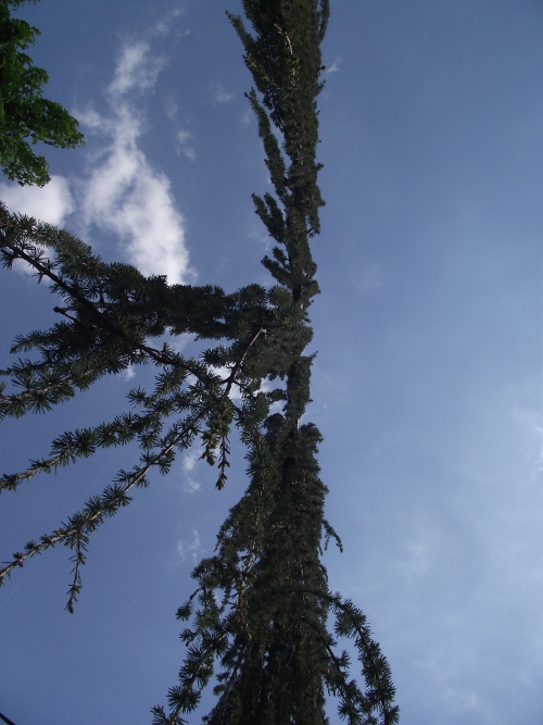 cedrus