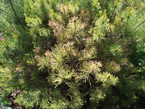 A fenyő sem szereti oldalról a vizet
