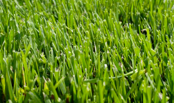 Nádképű csenkesz illustráció